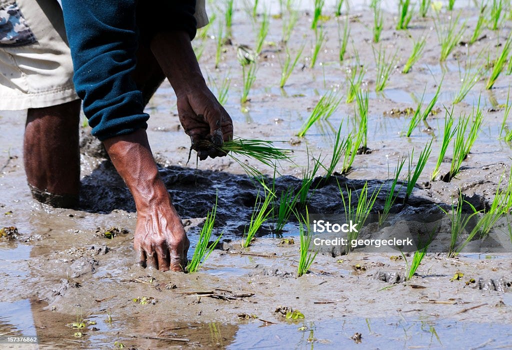 Planting Rice Seedlings A farm worker in Bali, Indonesia plants rows of rice seedlings. Rice - Cereal Plant Stock Photo Planting Rice Seedlings A farm worker in Bali, Indonesia plants rows of rice seedlings. Rice - Cereal Plant Stock Photo