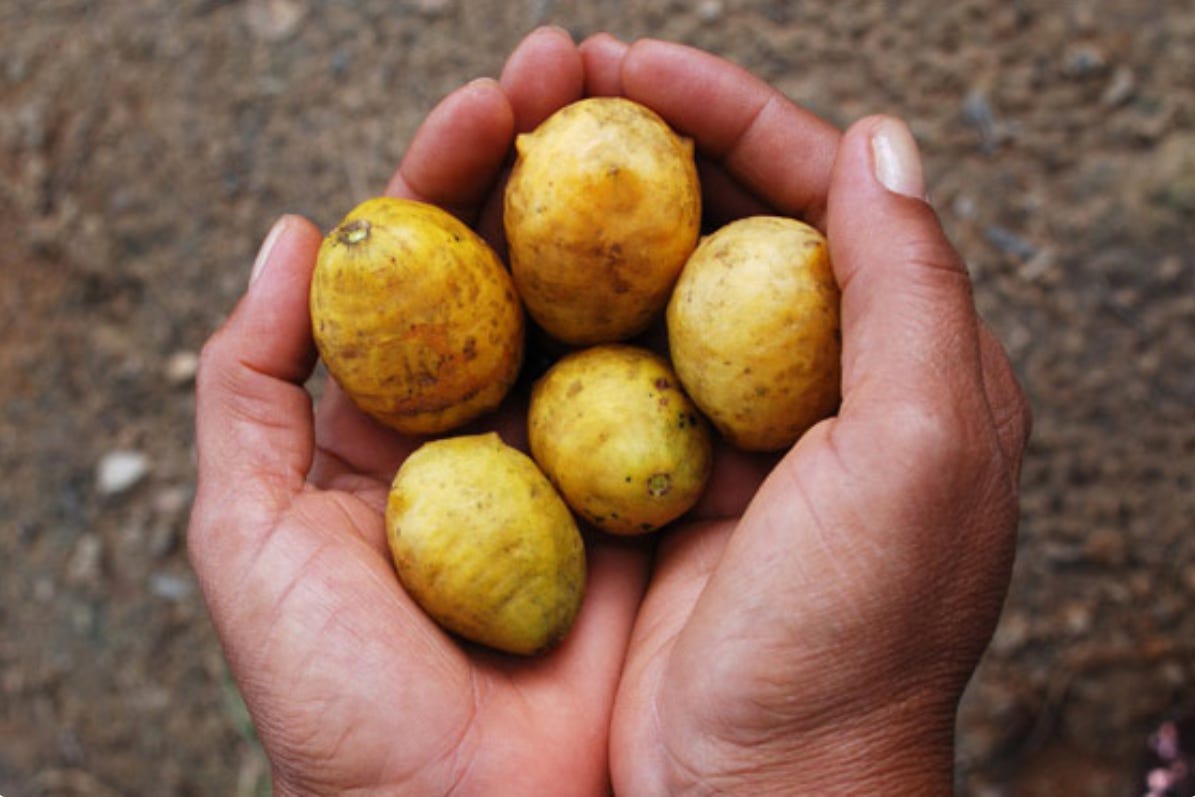 Mãos em concha segurando um punhado de cajás, frutas amarelas e ovaladas