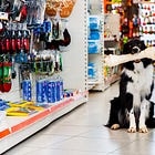 Um Mercado que Nasce Quando seu Cachorro se torna seu Filho