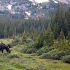 Teatime With a Moose