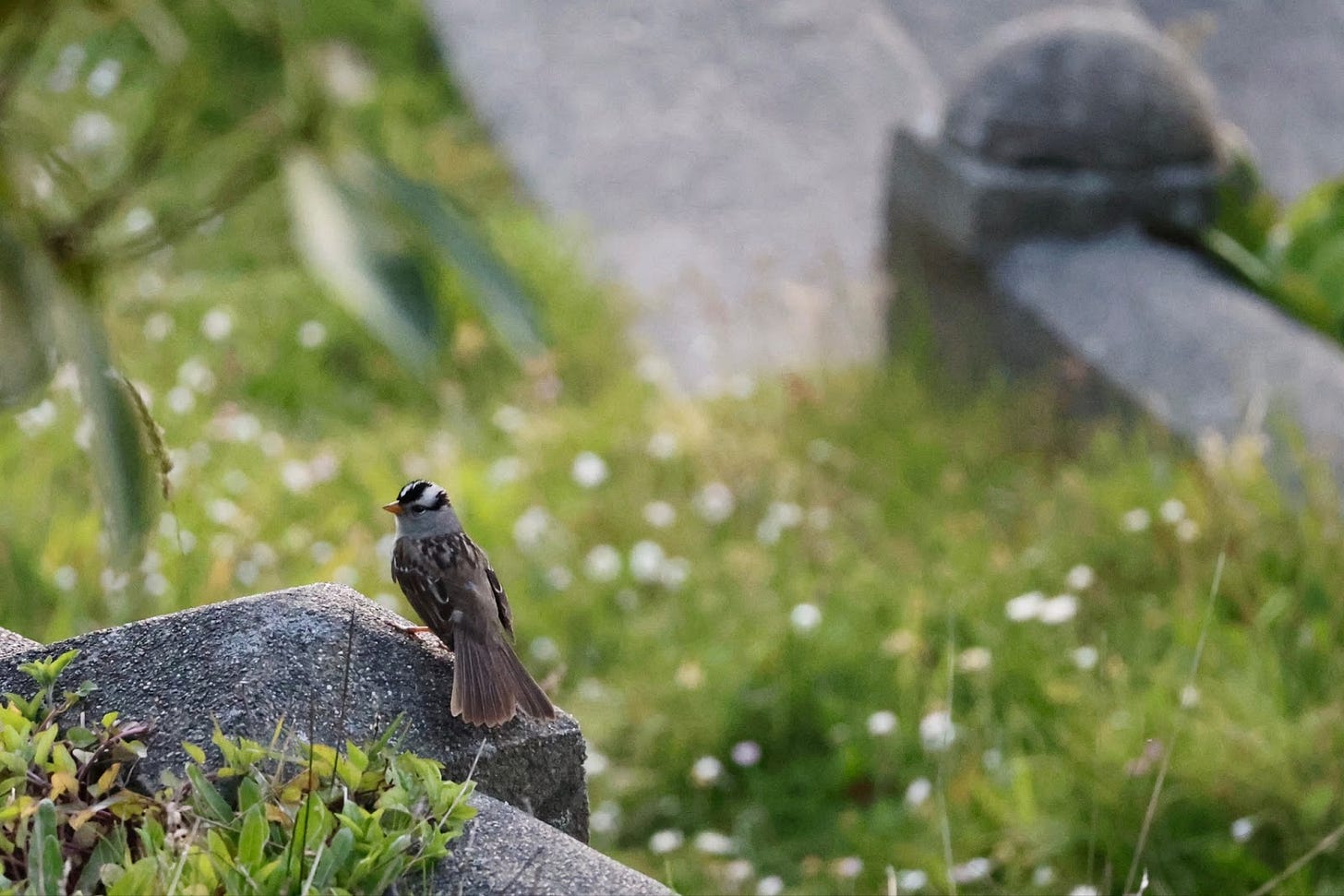 A White-crowned Sparrow fans its tail while perched on the stone boundary of a family plot.
