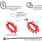 "Your Body’s First Responder: Innate Immunity Unleashed!"