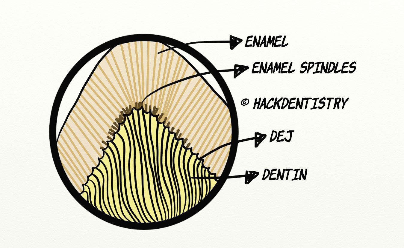 Structural features of enamel (Note) - HackDentistry