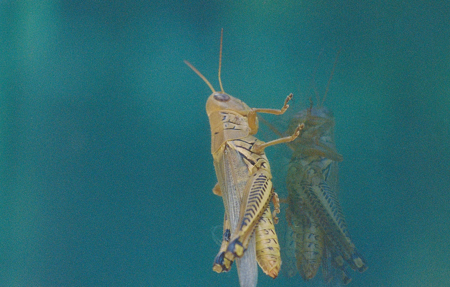 Grasshopper on a window