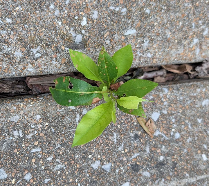 A series of four close-up photographs showing various small, vibrant green plants and seedlings stubbornly sprouting and thriving out of narrow cracks, tight crevices, and gaps within the rough, gray concrete paving stones and heavy textured blocks of an outdoor deck.