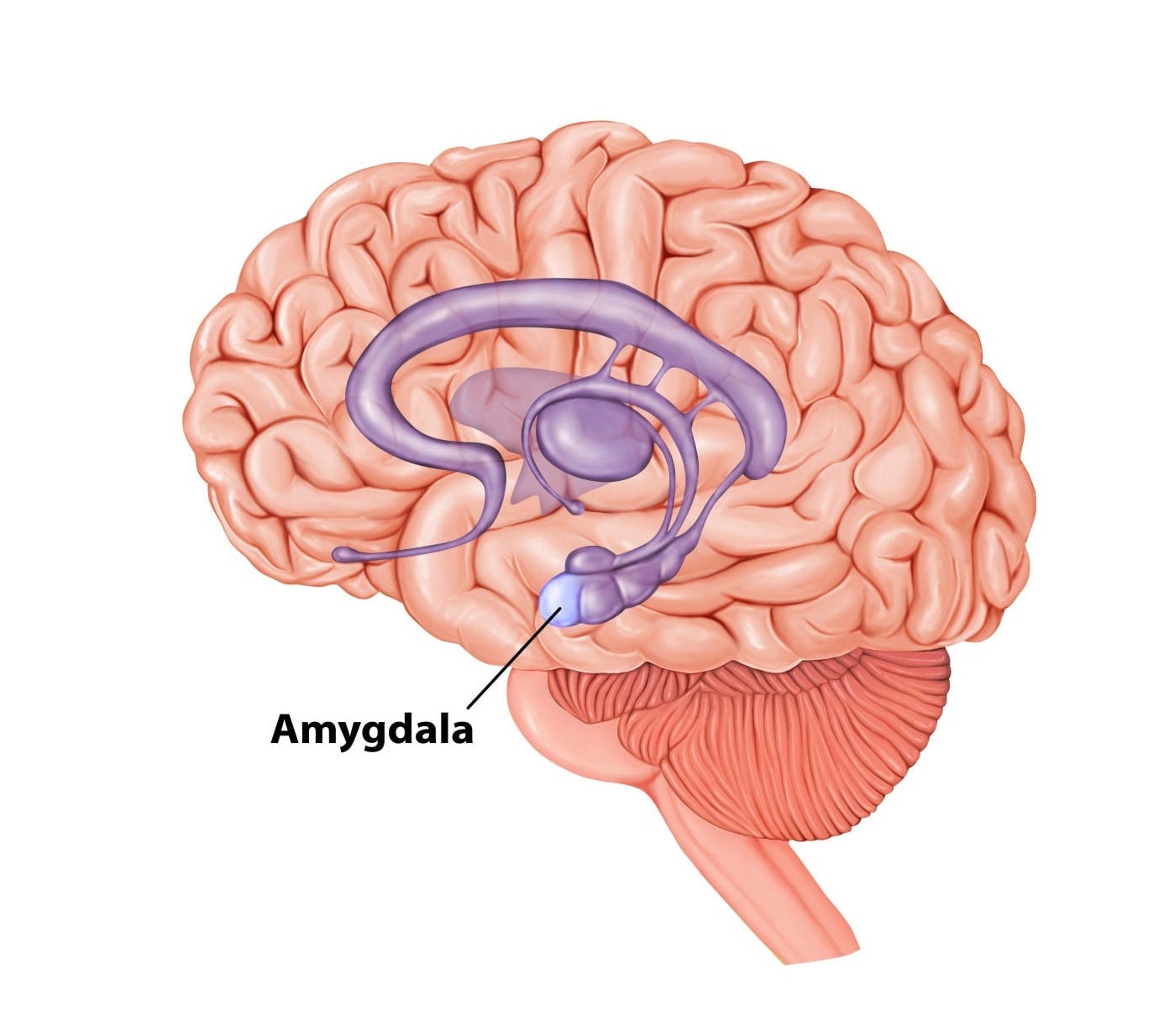 What Is The Amygdala: Function & Brain Location