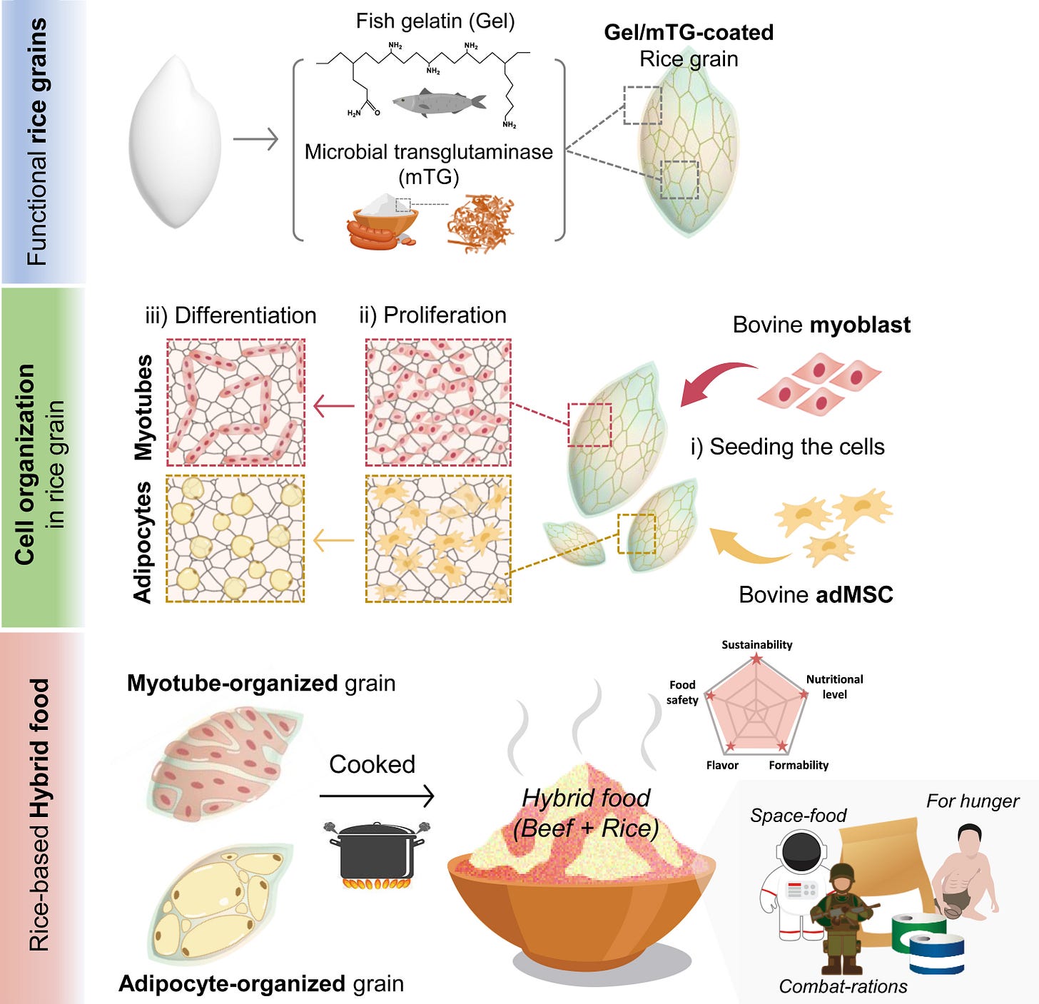 A schematic showing the synthesis process of hybrid rice integrated with bovine cells using bovine cells and Gel/mTG coating-functionalized rice grains. (Sohyeon Park et al.) A schematic showing the synthesis process of hybrid rice integrated with bovine cells using bovine cells and Gel/mTG coating-functionalized rice grains. (Sohyeon Park et al.)