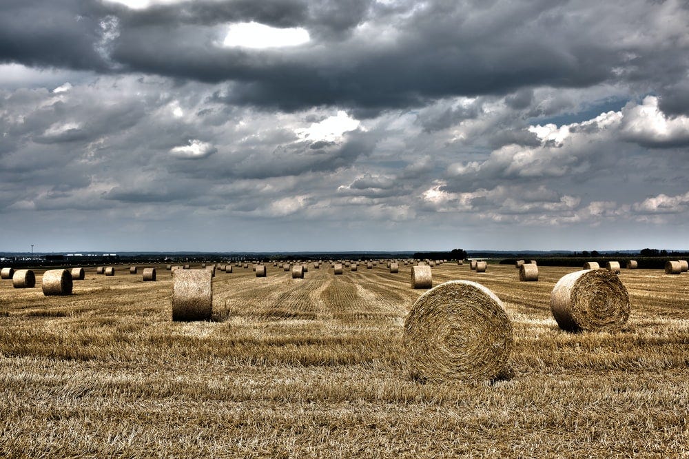 blocks of whey on field