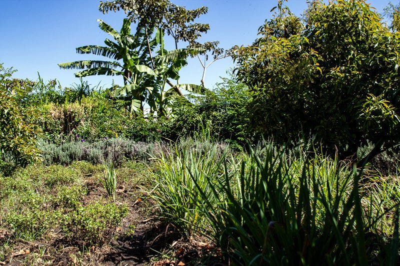 Most of Perennial Foods Group's partner farmers grow a multi-tiered range of intercropped trees, shrubs and ground crops, rather than fields full of a single crop.