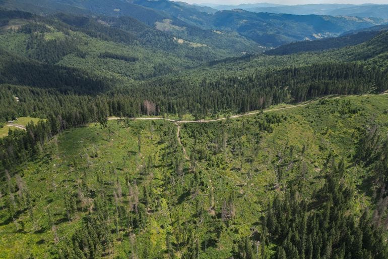 This aerial view taken on July 9, 2023 shows a former logging area in the Tarhaus Valley This aerial view taken on July 9, 2023 shows a former logging area in the Tarhaus Valley
