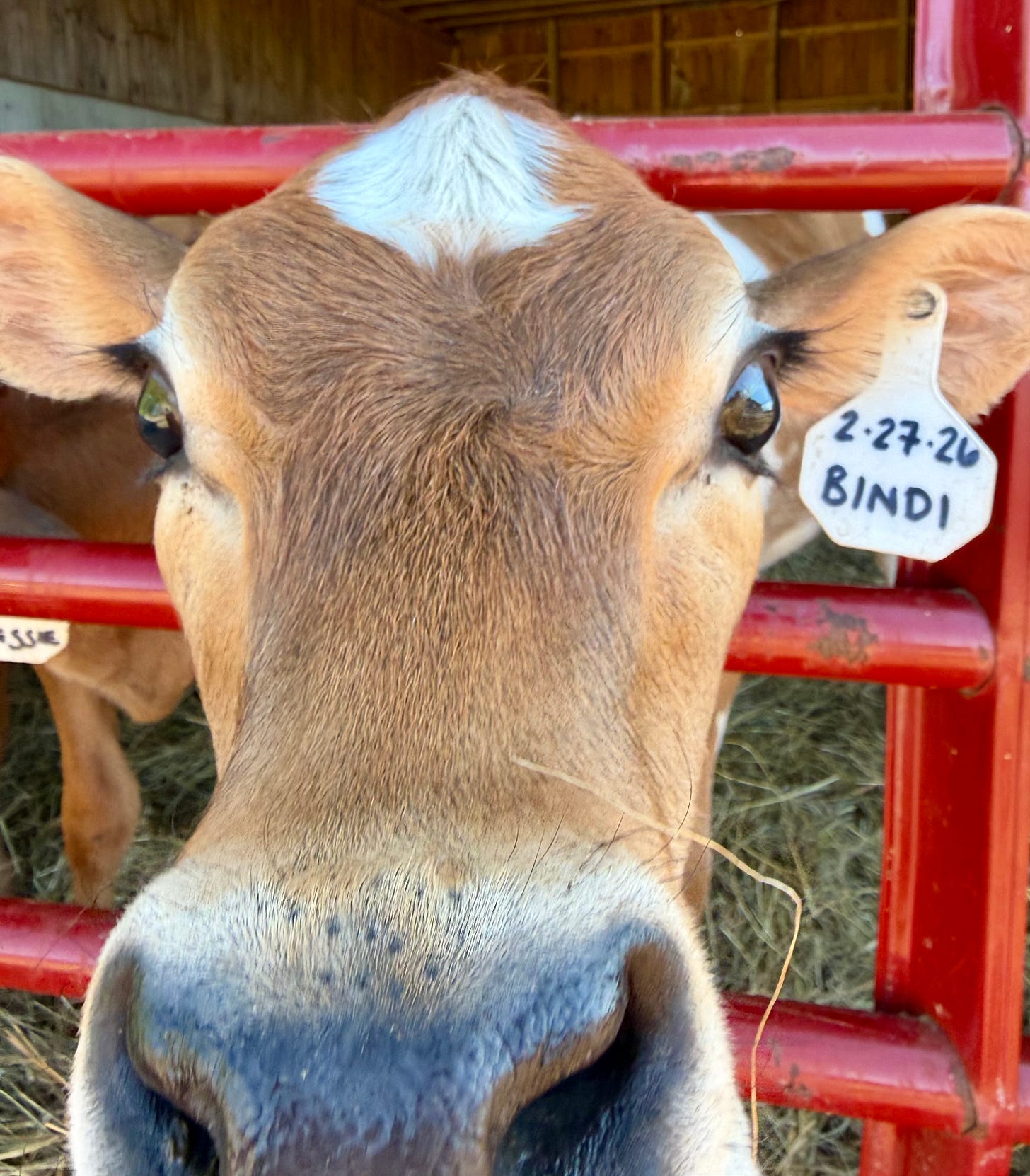 Calf poking it's head through a red fence