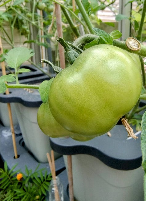 images of flowers, large tomatoes and two seed packets