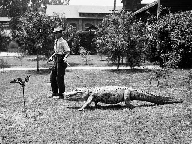 Photographs of the Los Angeles Alligator Farm (ca. 1907)
