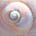 dream seeding with shel's avatar