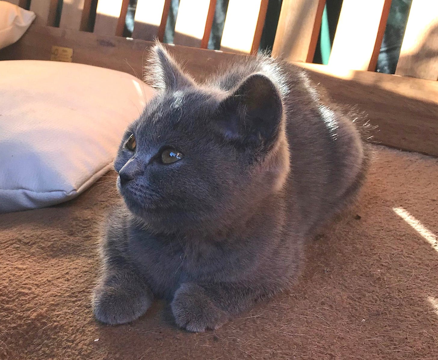 Kitten Jack is loafing with paws poking out from under his chest. He is looking calm, fuzzy, and curious. Kitten Jack is loafing with paws poking out from under his chest. He is looking calm, fuzzy, and curious.