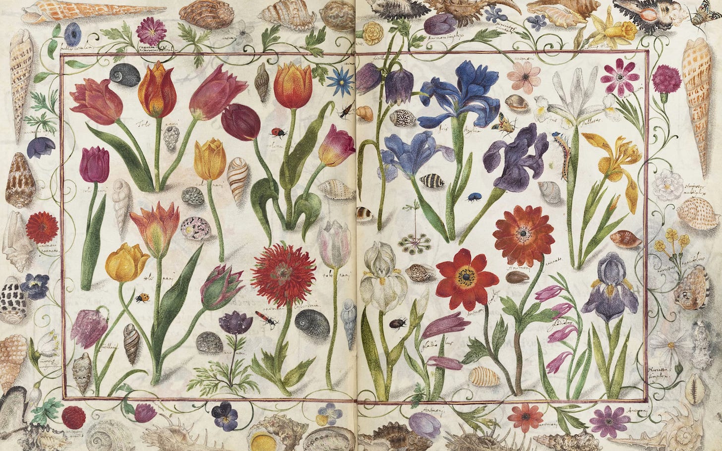 Double page spread shows a variety of painted flowers and sea shells Double page spread shows a variety of painted flowers and sea shells