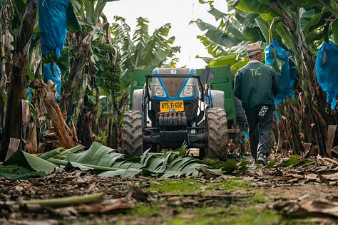 Workers in action on a banana plantation.  