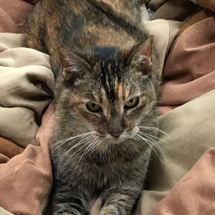 A gallery of four pictures of Willow's face. Three are cropped from other images in the post and one is her head resting on a blanket with eyes closed.