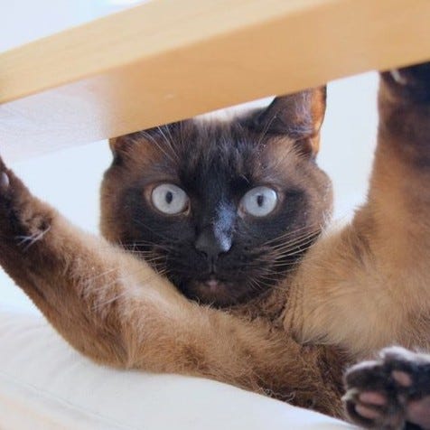 A gallery of close up photos of Mittens' face from pictures in the post.