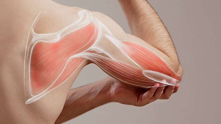 low metabolism nad deficiency muscle wasting