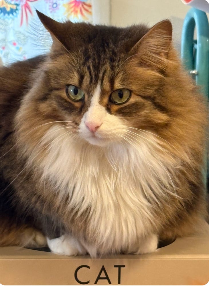 Calico with much floof and white ruff close up sitting on the spine of a book that says "cat"
