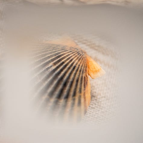 analogue zoom photography nature