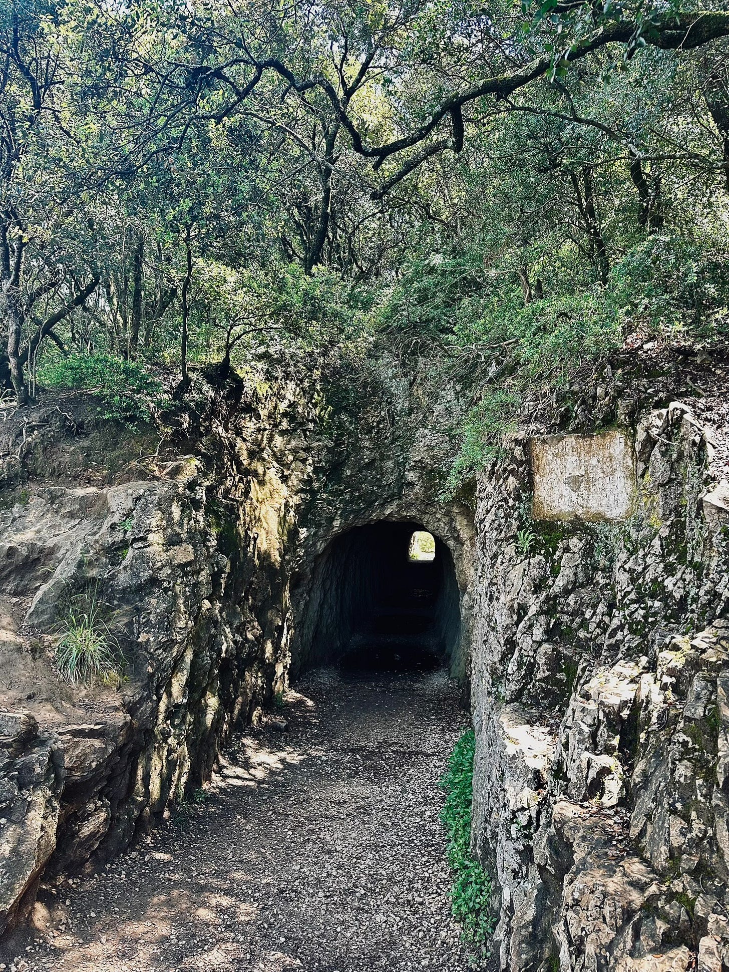 A forest tunnel opening with light at the end. A forest tunnel opening with light at the end.