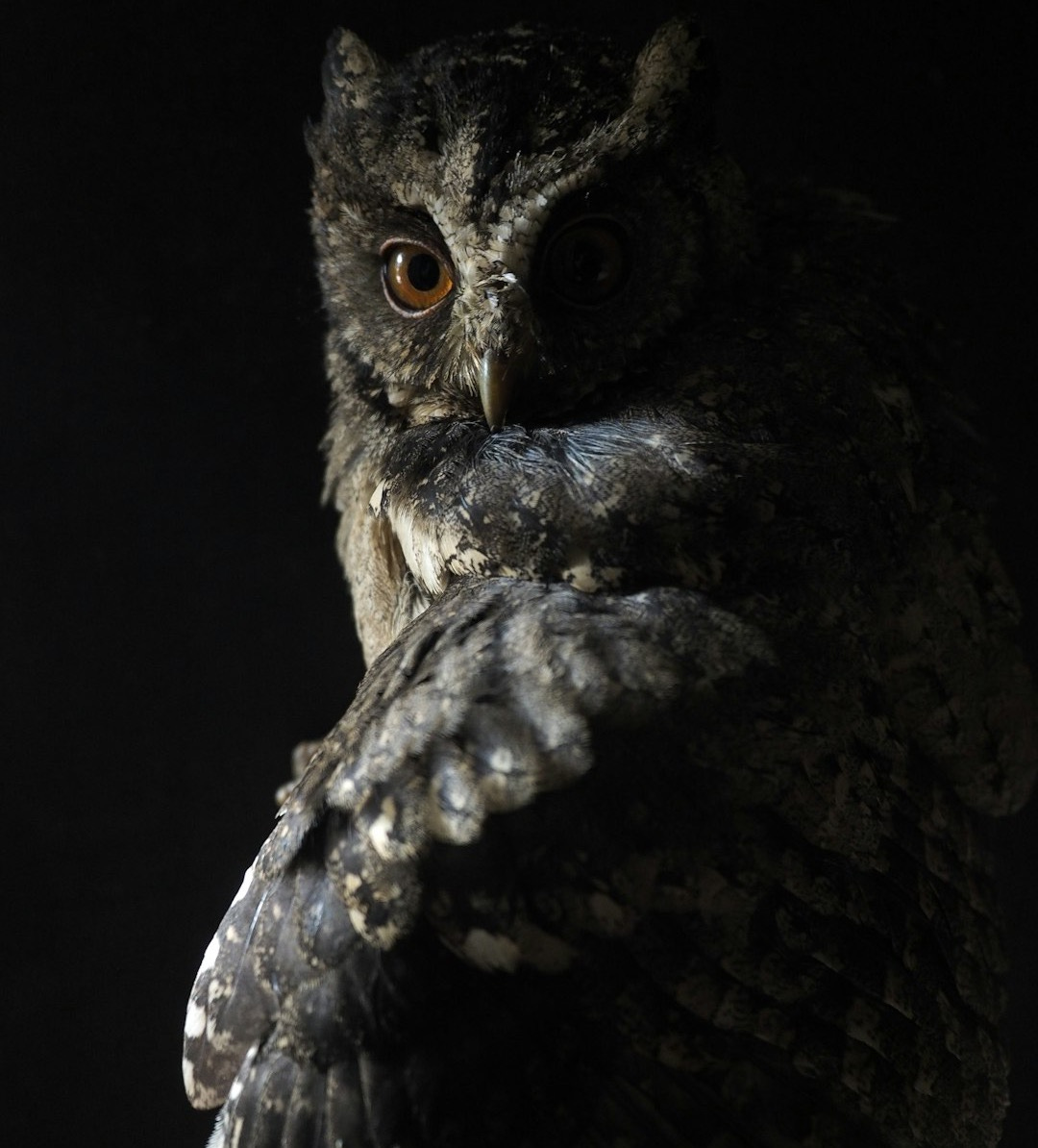 black and brown owl