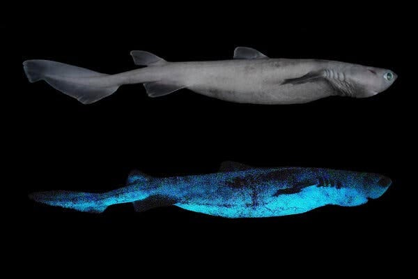 Two views of Dalatias licha, or the kitefin shark, during daylight, top, and its luminescent pattern, bottom.