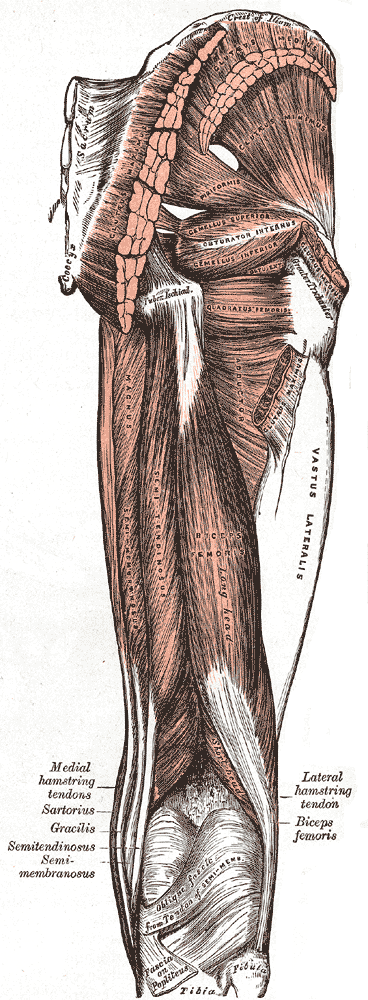 Quadriceps/Hip Flexors, Hamstrings/Glutes
