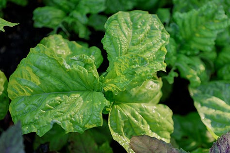 various varieties of basil plants