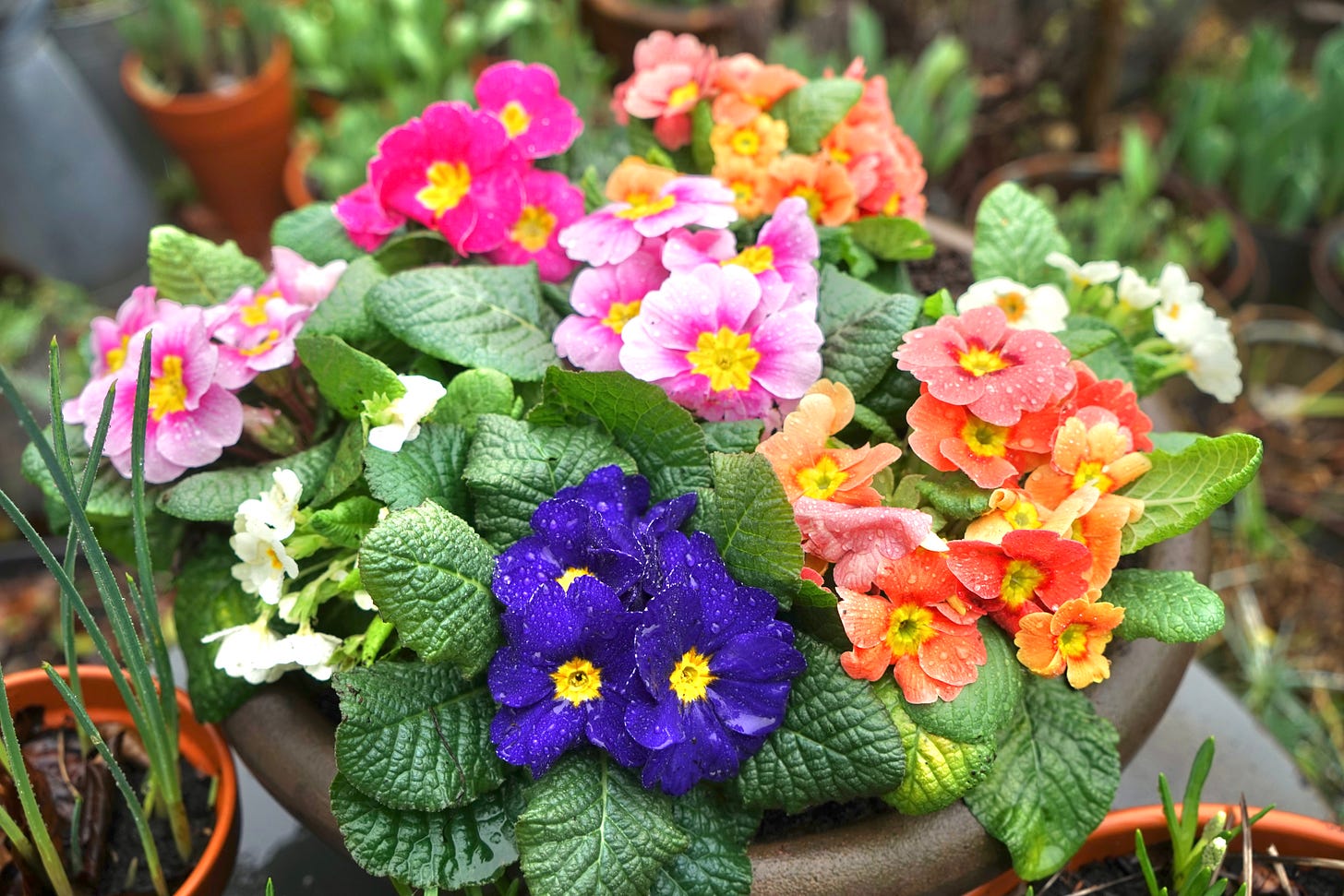 primroses in a variety of colours