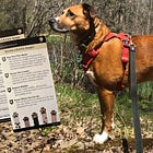 How Your Dog Can Become an Official Shenandoah National B.A.R.K. Ranger