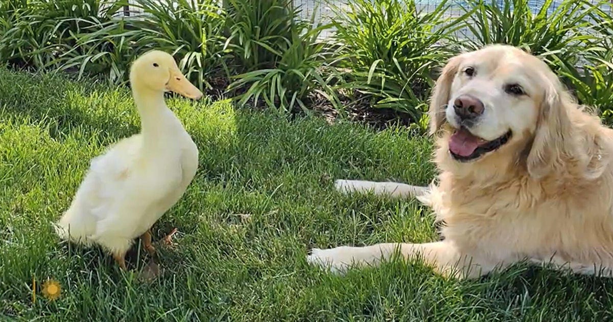 The bond between dog and duck The bond between dog and duck