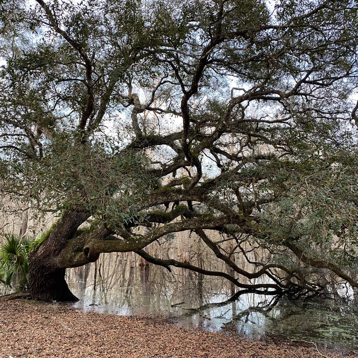 Florida Live Oak, growing at edge of a river Florida Live Oak, growing at edge of a river