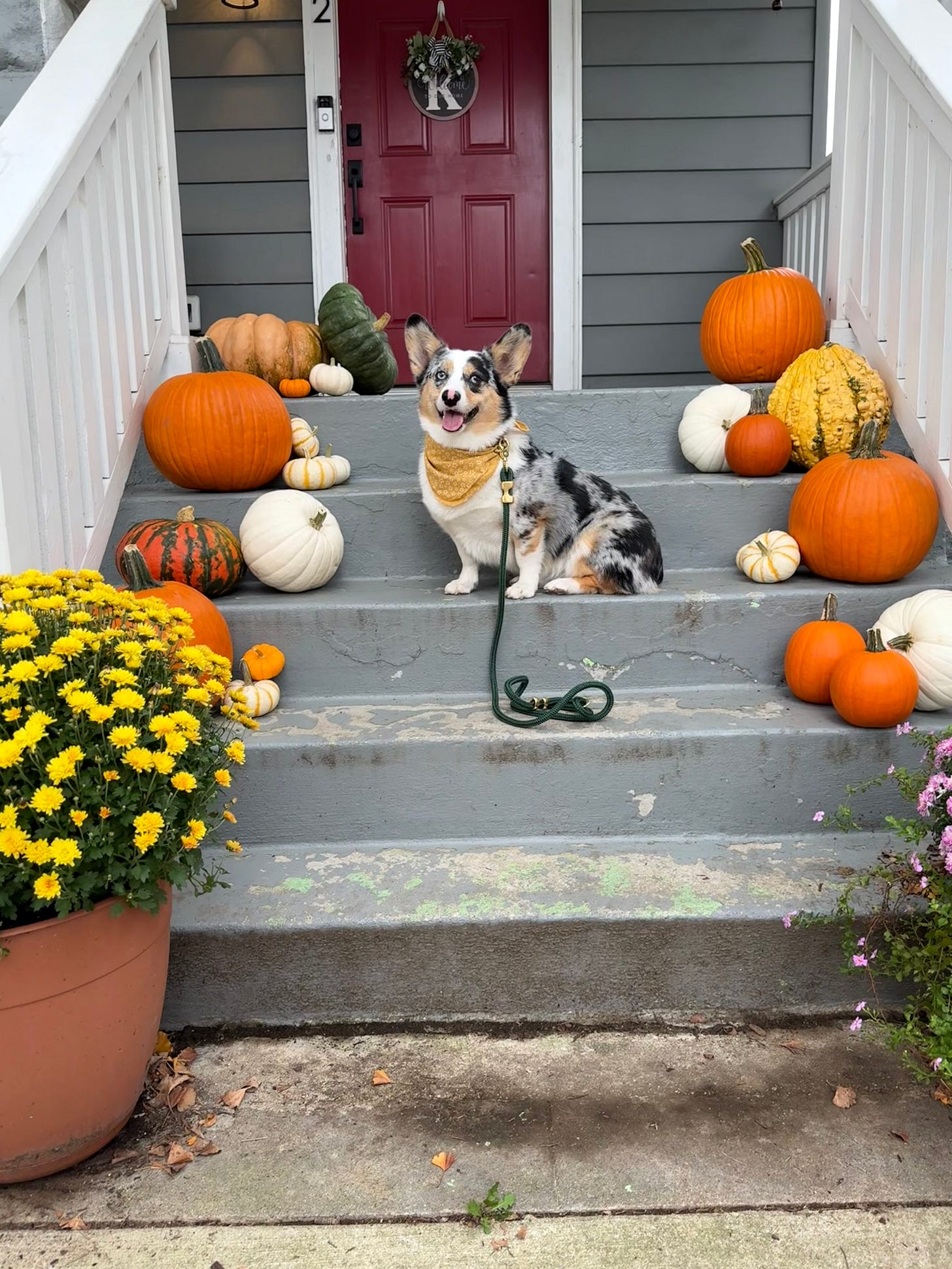 A corgi that is blue merle (tan markings with grey and dark grey spots) sits on blue-ish stairs with white railings. On the stairs are assorted pumpkins of all shapes and sizes. In the front of the stairs is a large yellow mum. A dark red door is back behind the stairs. The corgi is smiling very big.