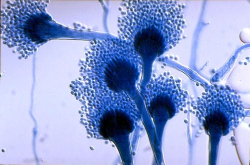 Aspergillus fumigatus and Aspergillosis - microbewiki