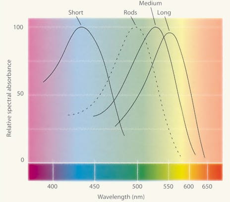 Why don't rod cells in the human eye add color information ...