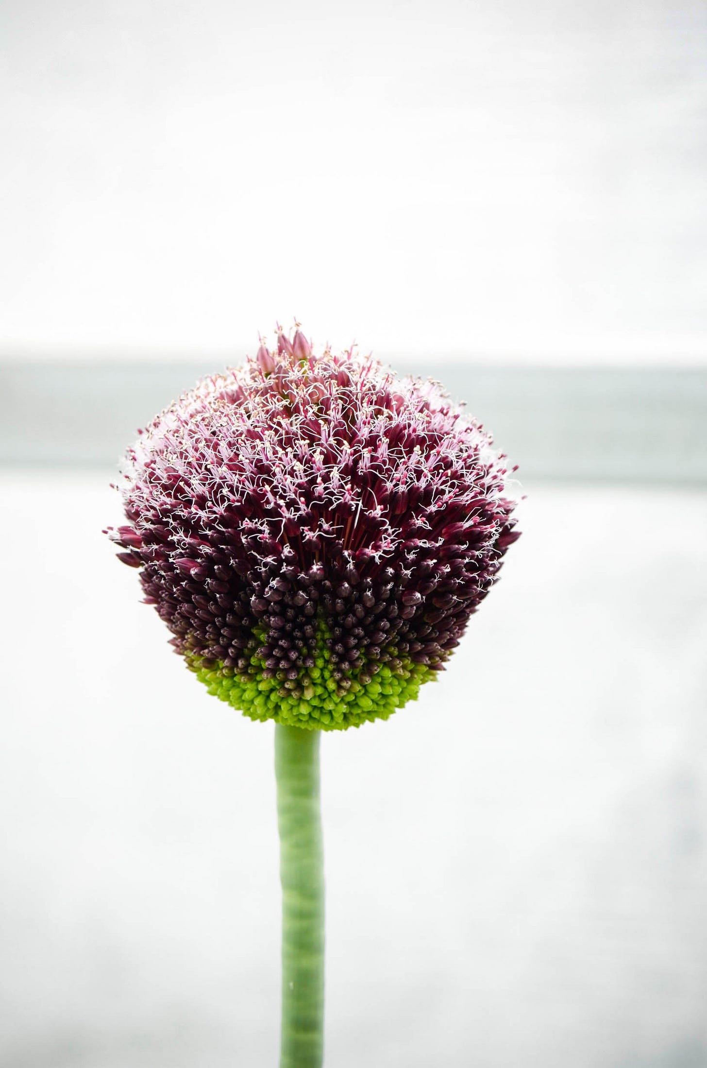 One single Allium flower from Sweet Delilah Flower Farm on Sauvie Island, Oregon