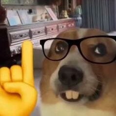 13 ideas de Inteligente☝️🧐 en 2025 | fotos de minino, gatitos divertidos,  meme gato