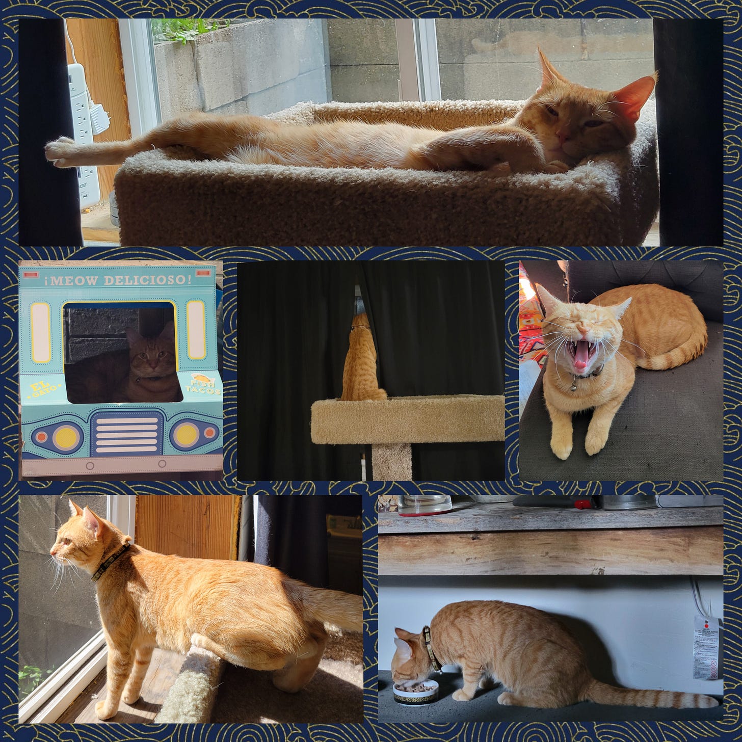 A collage of a young orange cat strewn out in a cat tree, inside the taco truck, looking out through closed curtains, sitting on a chair yawning, looking out the window, and eating.