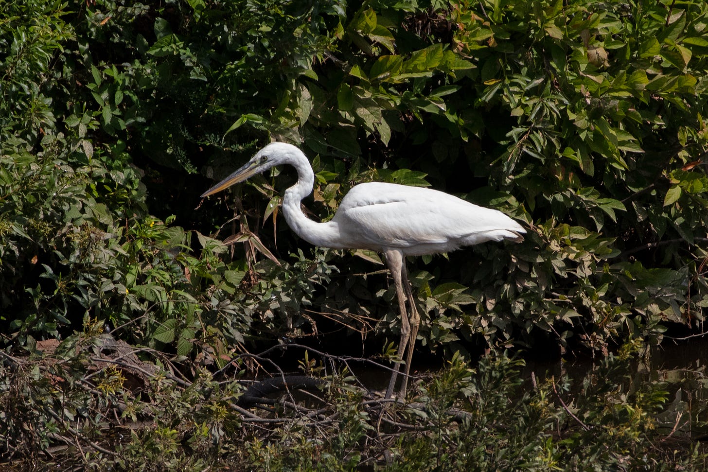 A large white heron shown in profile standing among some vegetation