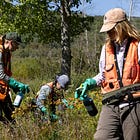 Acadia’s Invasive Plant Management Team Holds Invasive Species to Less Than 1% of the National Park