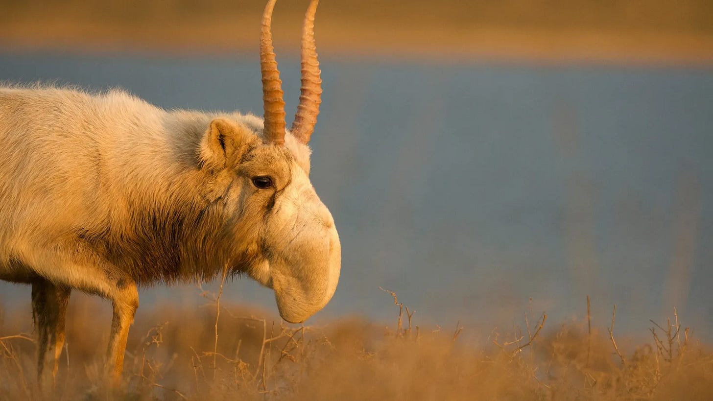 Une antilope saïga mâle dans le parc national de Terre noire en Russie. Ces antilopes sont ...