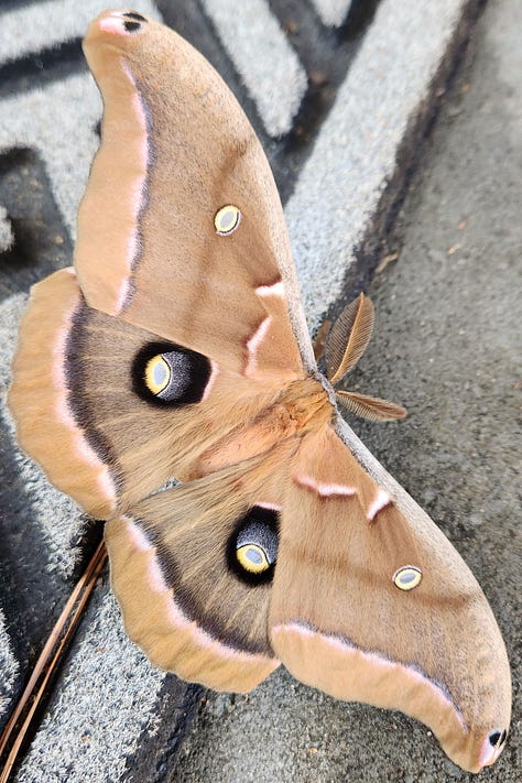 Polyphemus moth, caterpillar, coocoon, moth wings