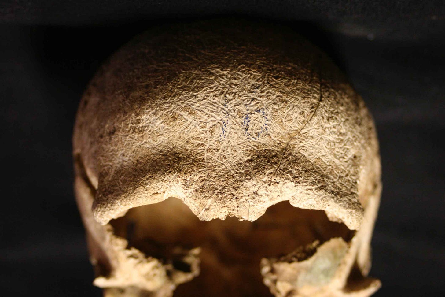 A skull with a prominent browridge