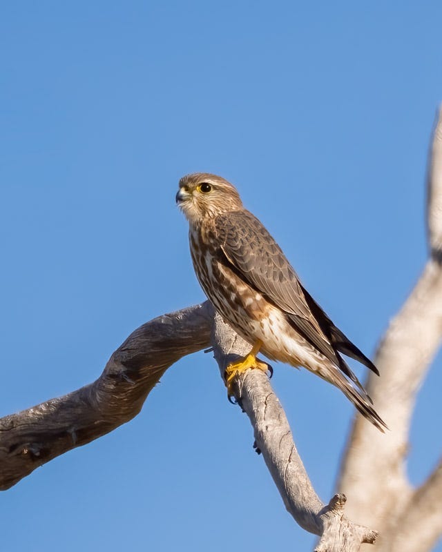 20260126-SCF-737-Edit-Edit.jpg 20260126-SCF-737-Edit-Edit.jpg