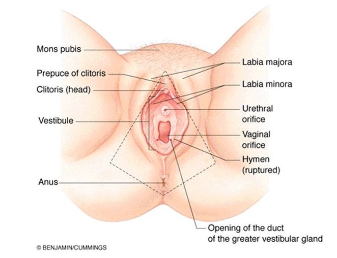 Anatomy of the female perineum and perineal pouches - ppt video ...
