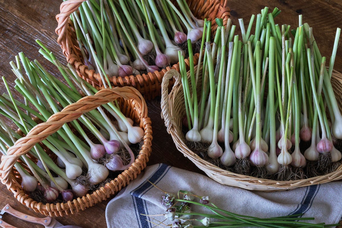 a variety of freshly-harvested garlic heads with stems and bulbils