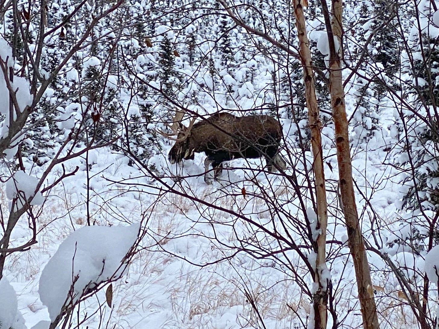 a bull moose with a full rack steps through foot-deep snow 